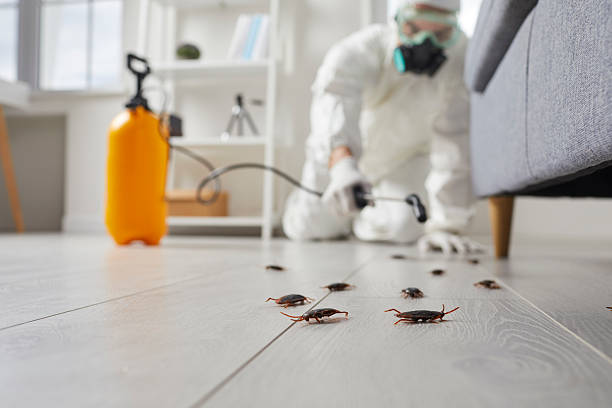 Post-Treatment Bed Bug Interceptor Monitoring in Beaverton